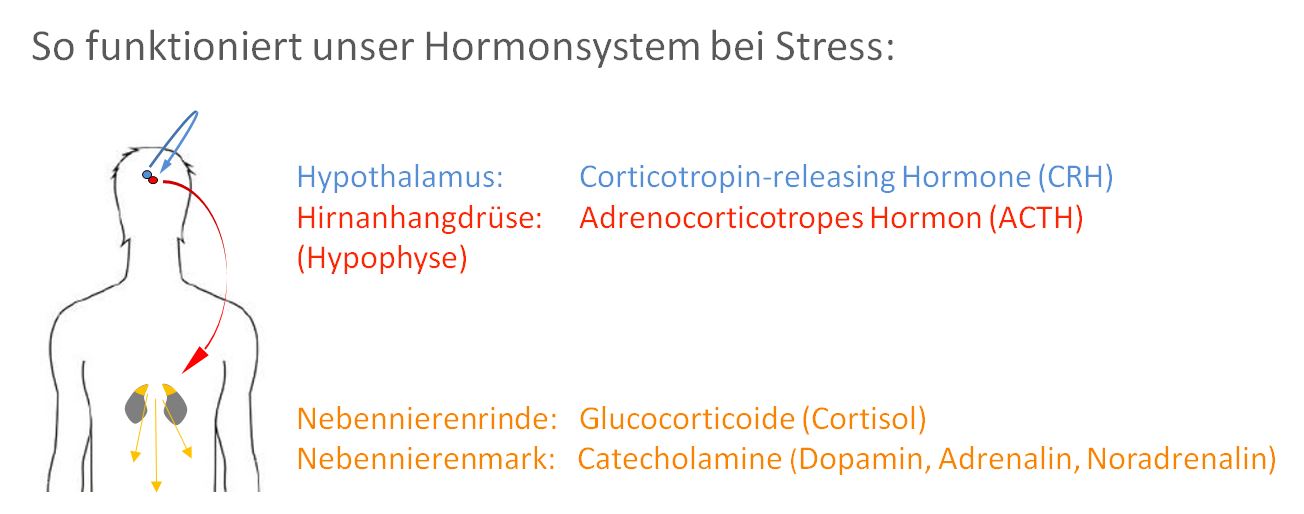 stress and skin