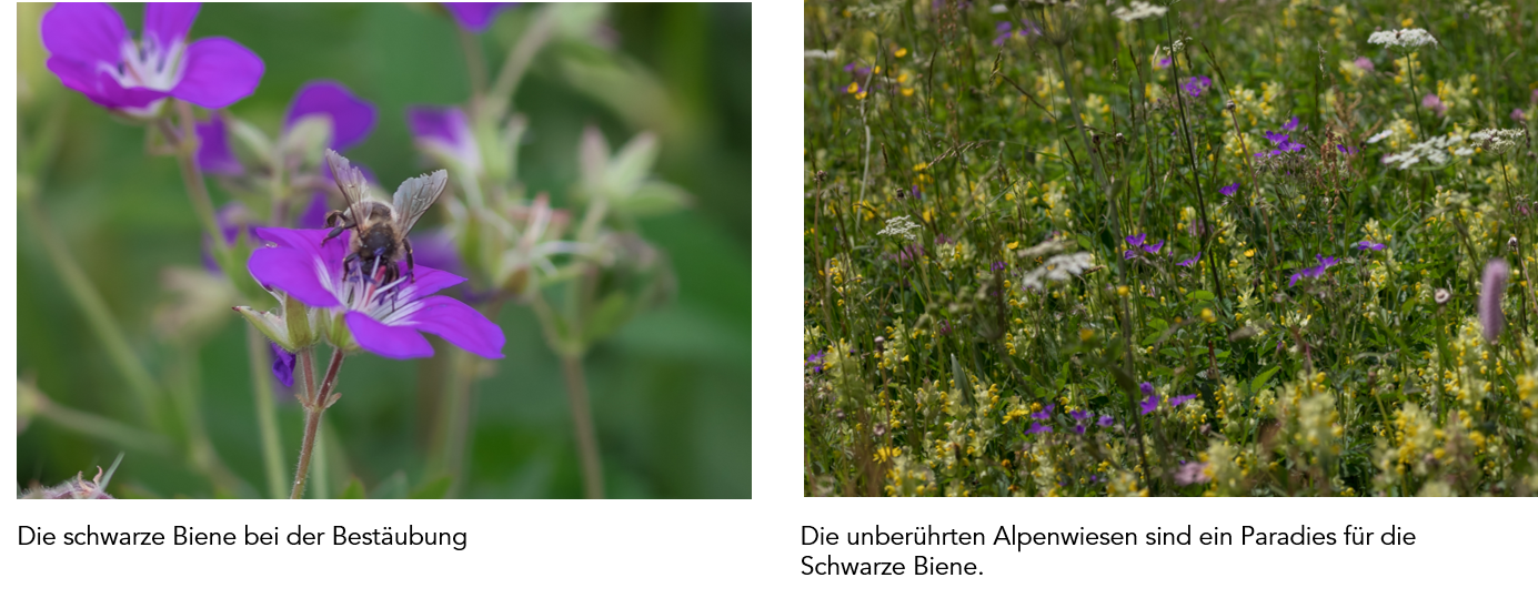 bees