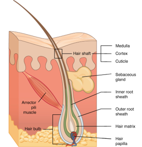sebaceous gland