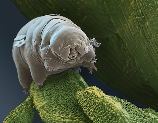 tardigrades