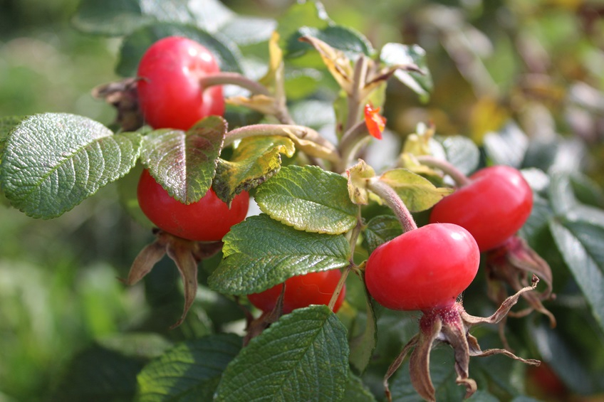 LunaRose Rose hips