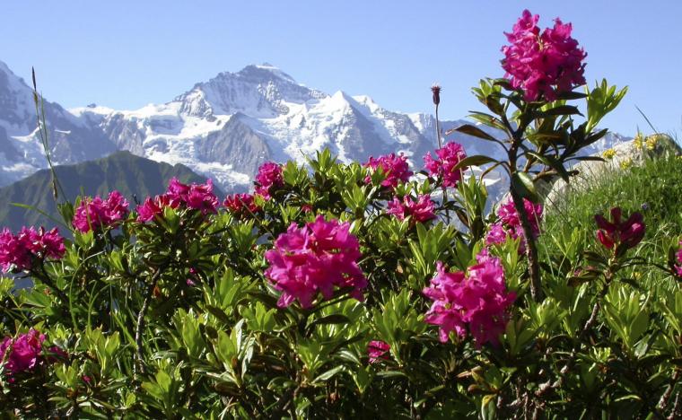 Alpine_Rosee_Active_plant_source