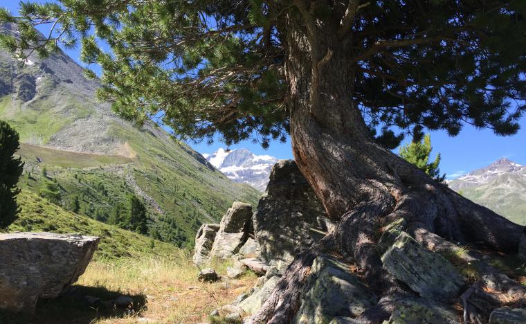 Pinolumin plant source